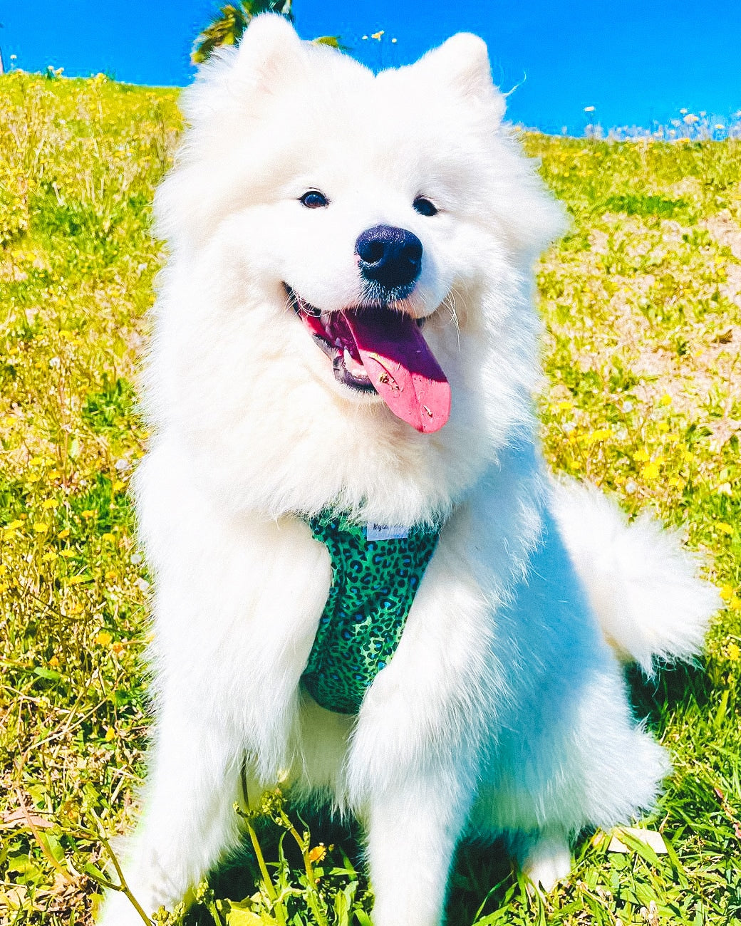 Arnes ajustable Green Animals