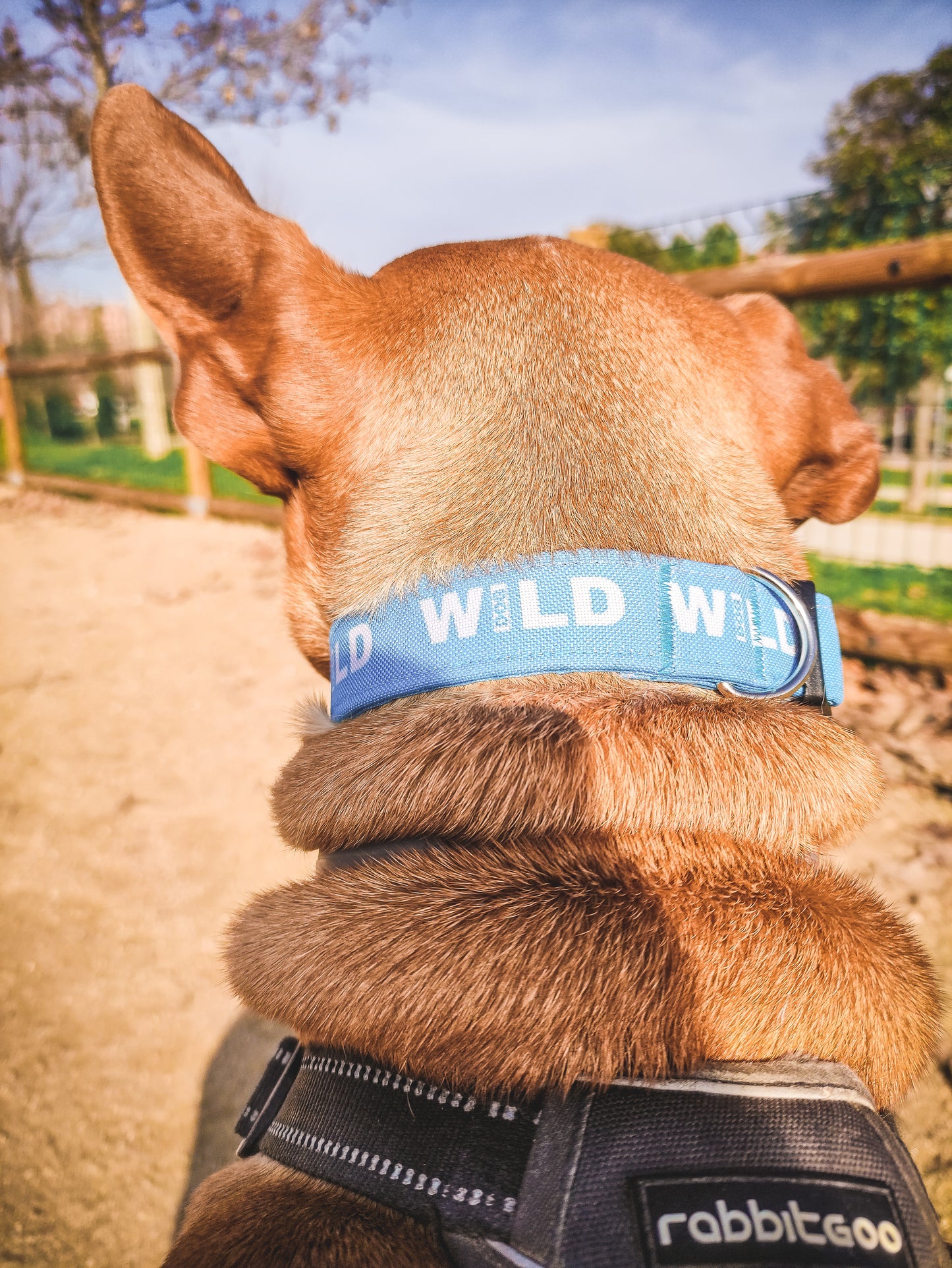 Collar Wild Dog azul