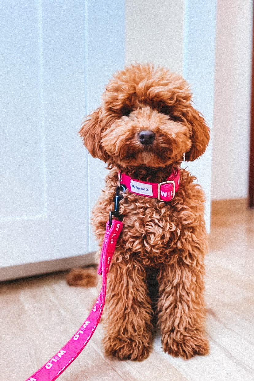 Collar Wild Dog rosa