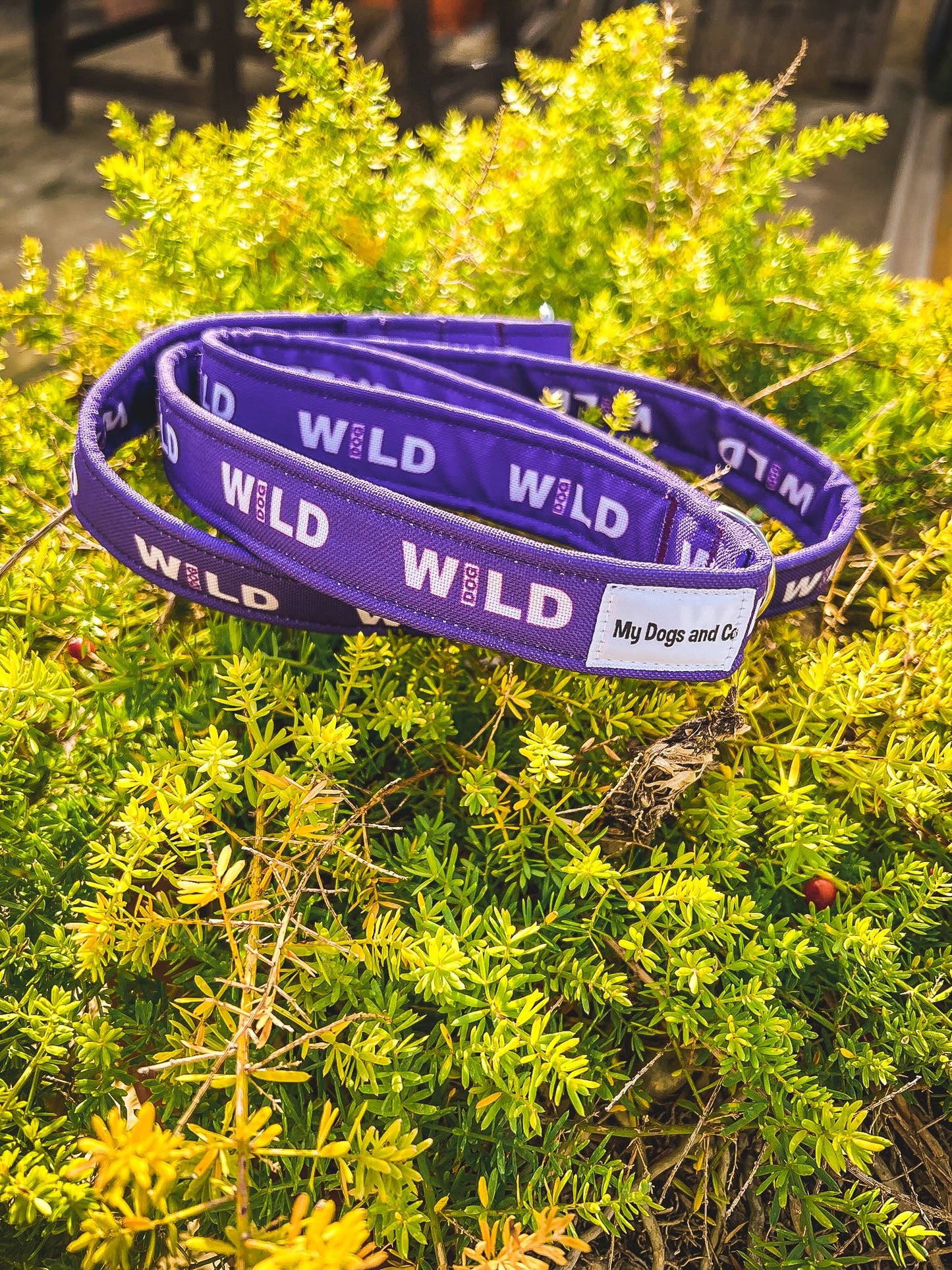 Correa Wild Dog morada