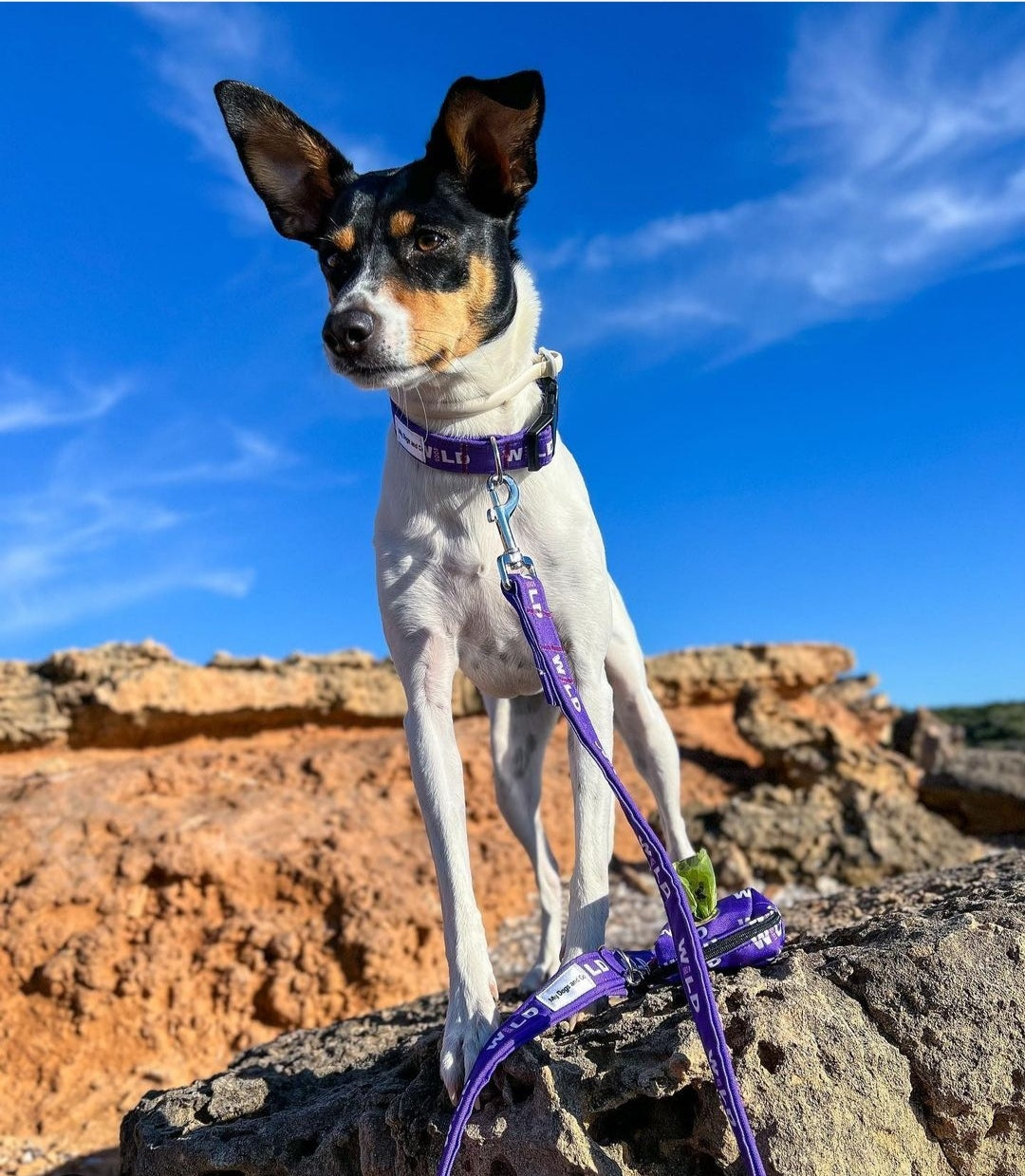 Correa Wild Dog morada