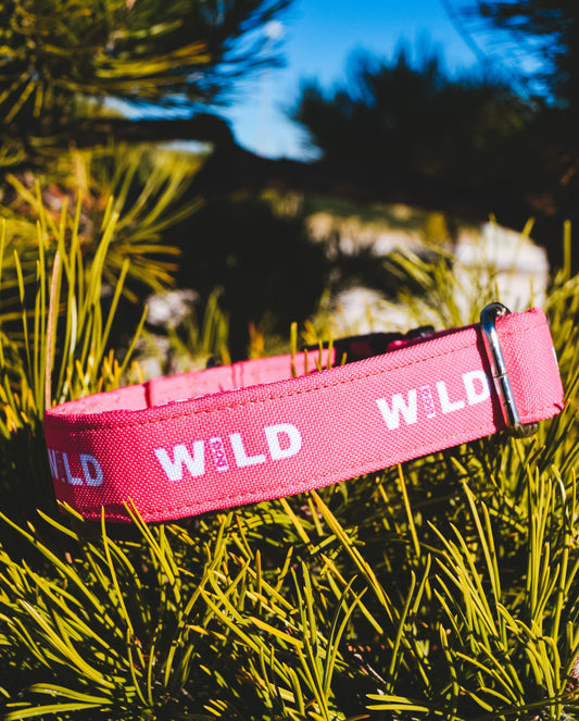 Collar Wild Dog rosa