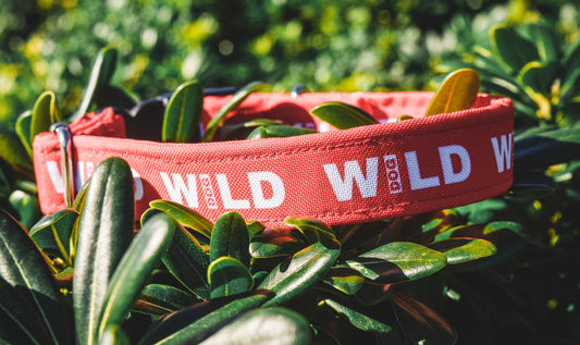 Collar Wild Dod rojo