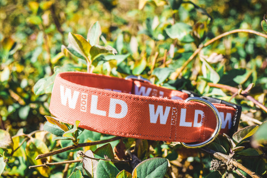 Collar Wild Dog naranja