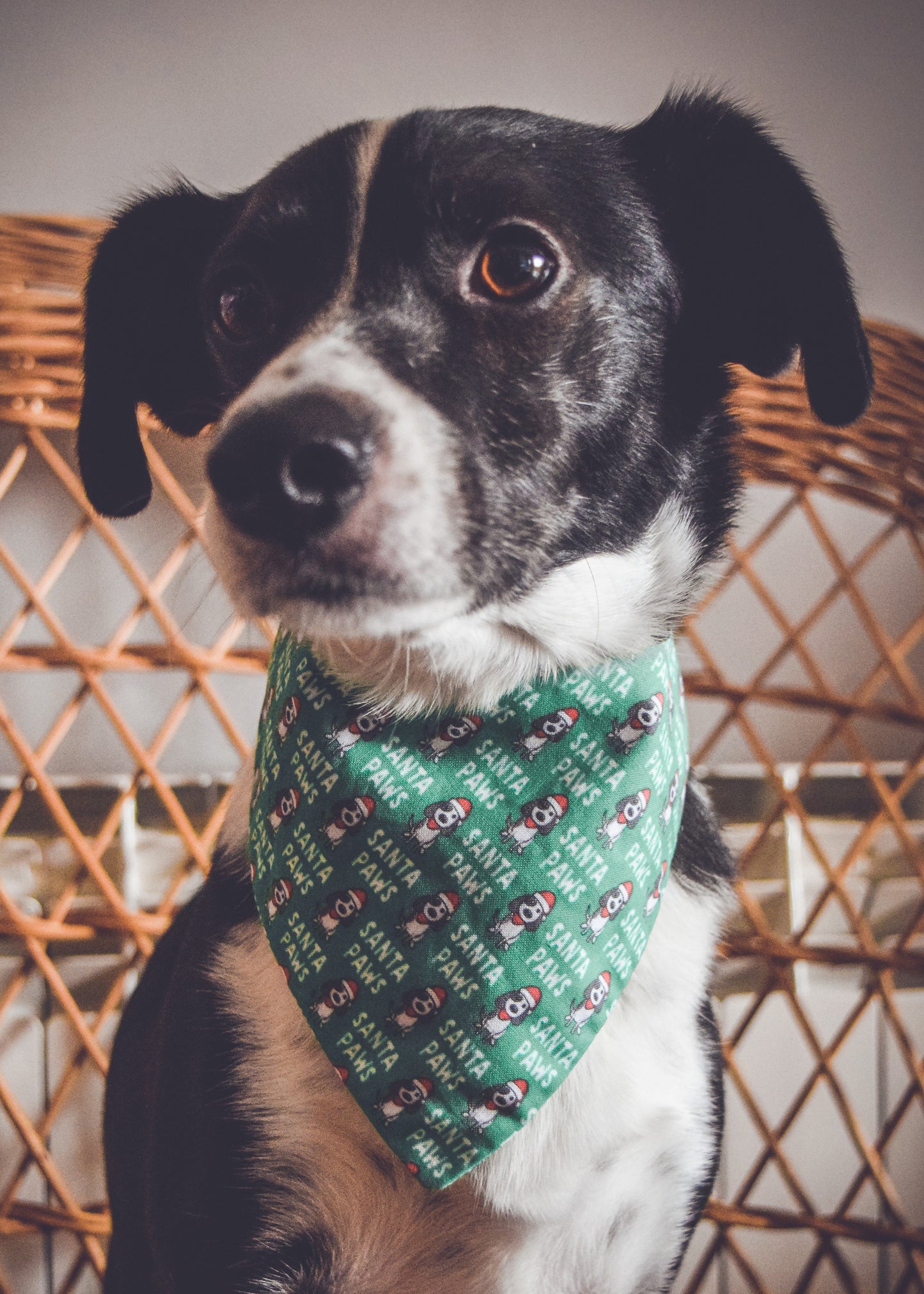 Bandana reversible santa paws