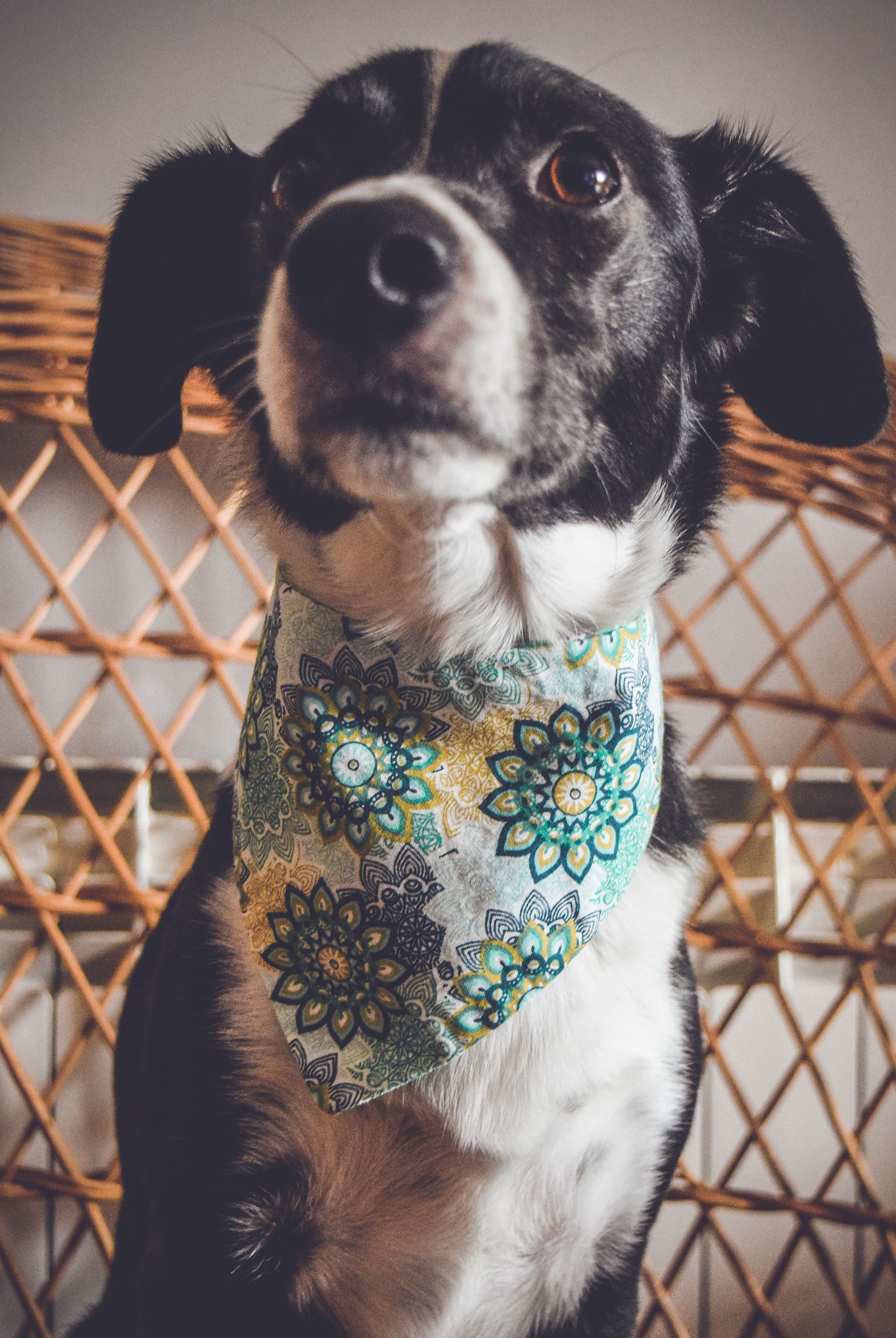 Bandana reversible santa paws